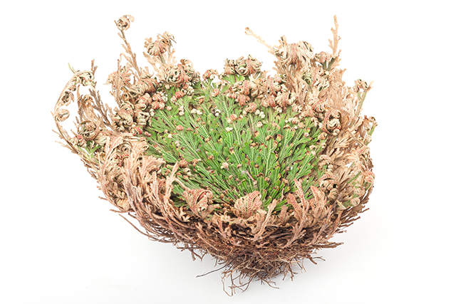 The Resurrection Plant