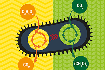 Eating Air, Making Fuel