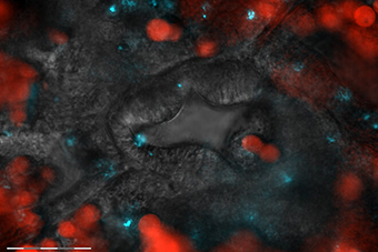 “Coral on a Chip” Cracks Coral Mysteries