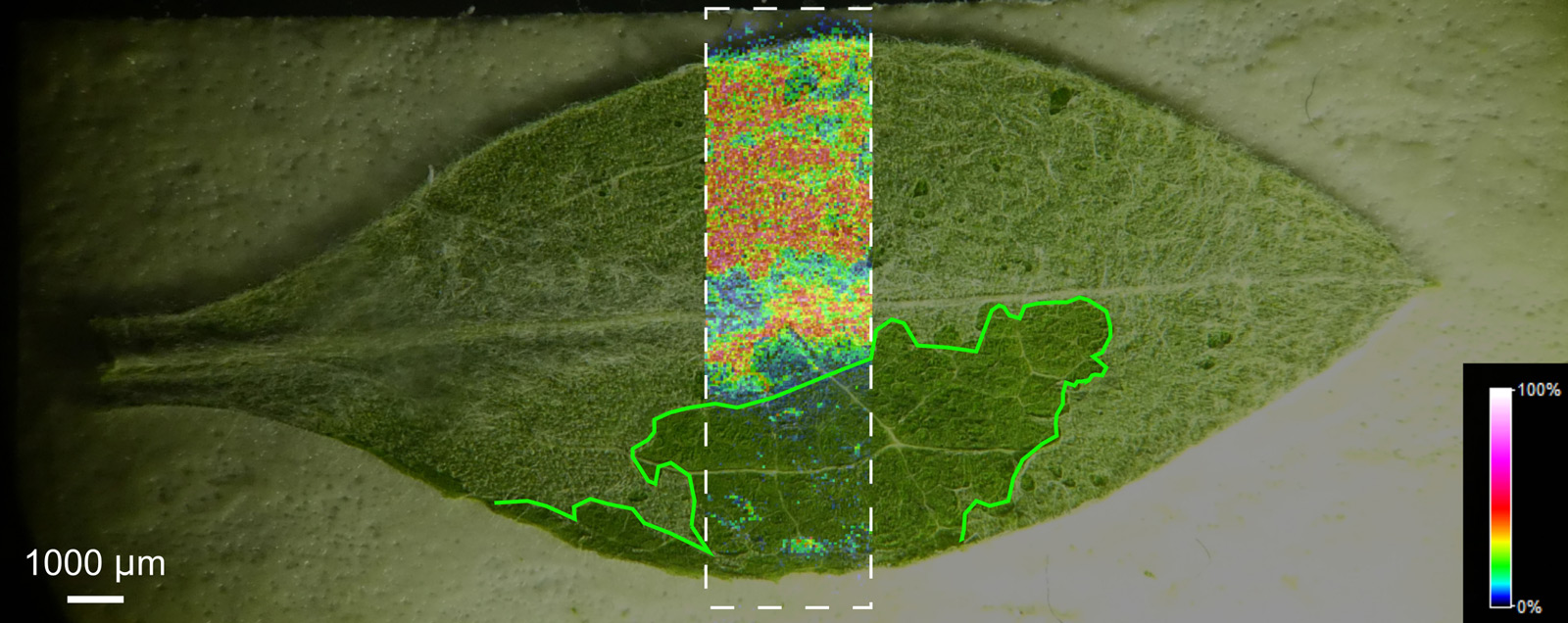 Plant Research Reaches A New High 4