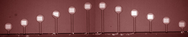 Fluorescent image of DNA