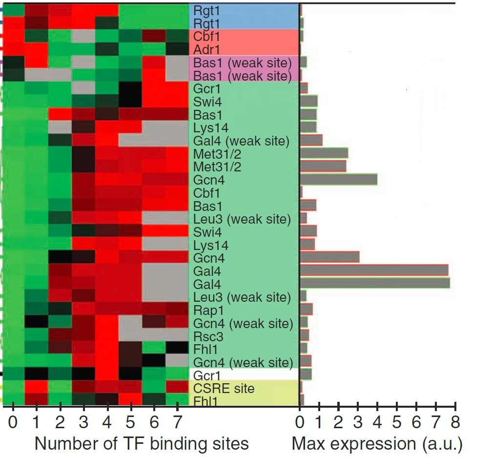 This graphic shows the relationship between gene activity and the number of binding sites for regulatory proteins in the gene's control region.