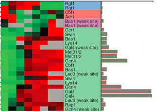 Rewriting DNA to Understand What it Says