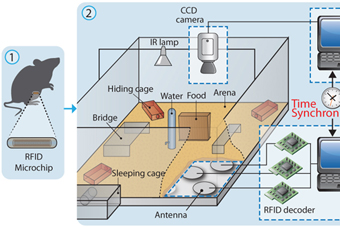 Mice in a ""Big Brother"" Setup Develop Social Structures