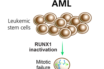 Leukemia Cells are Addicted to a Healthy Gene