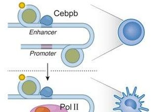 Uncovering the Genome's Regulatory Code