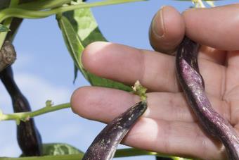 In Search of the Wild Fava Bean