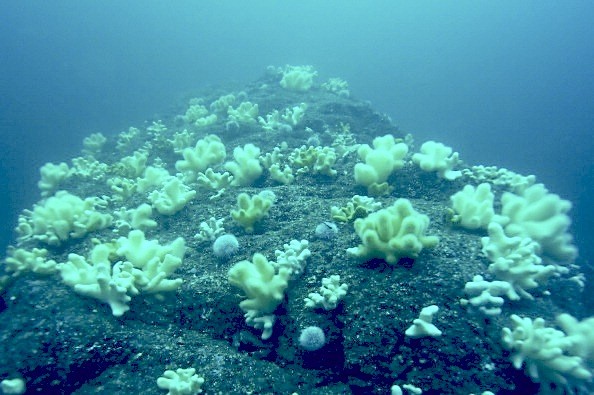 the-secret-of-how-sea-urchins-get-their-spines