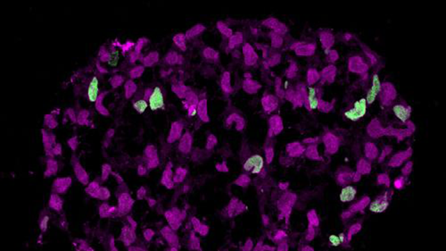 Primoridal germ cells