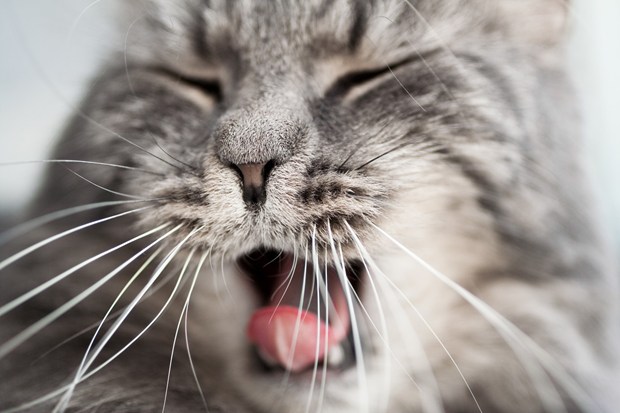 People can learn to 'see' with fake whiskers attached to their hands