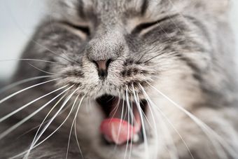 People Can Learn to “See” with Fake Whiskers Attached to Their Hands