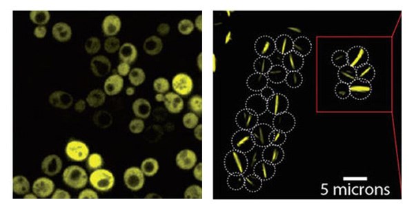 Yeast cells