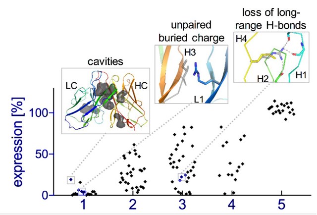 Antibody Design