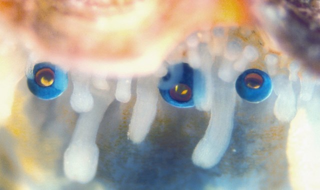 Scallop Eyes