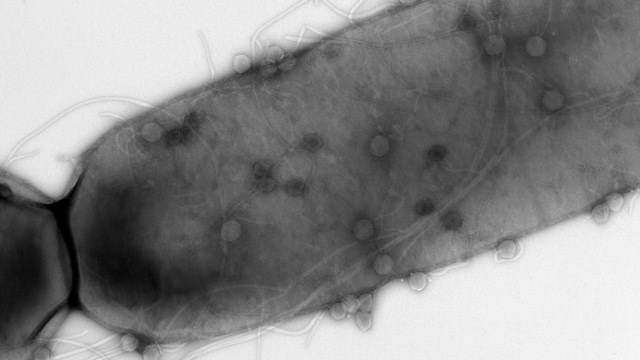 Phi3T bacteriophages