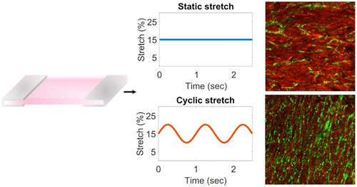 It’s a Stretch: Giving Direction to Blood Vessels