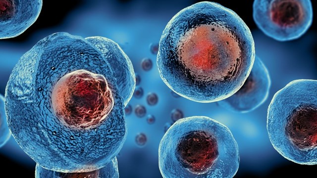 Stem Cells