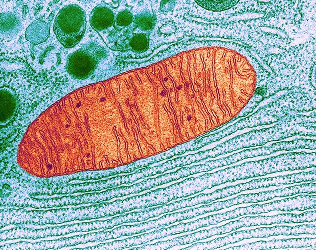 Mitochondria