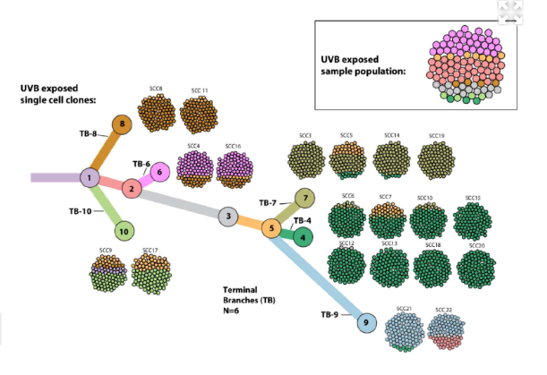 Cell graph