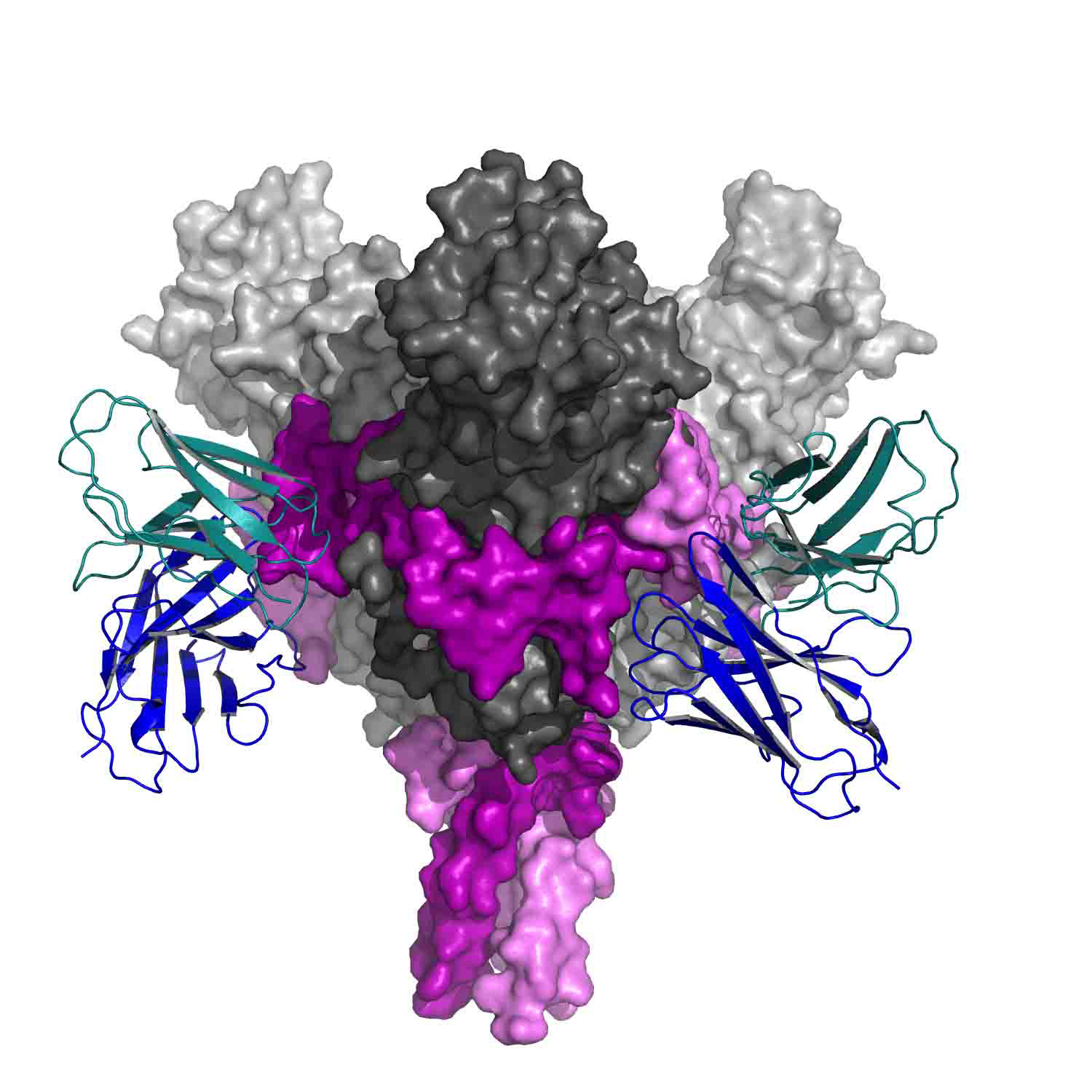 Ebola Antibodies at Work