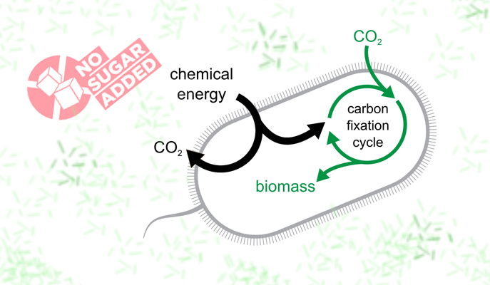 The Greenest Diet: Bacteria Switch to Eating Carbon Dioxide 