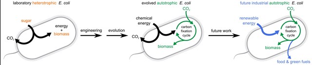 E coli Bacteria eats CO2