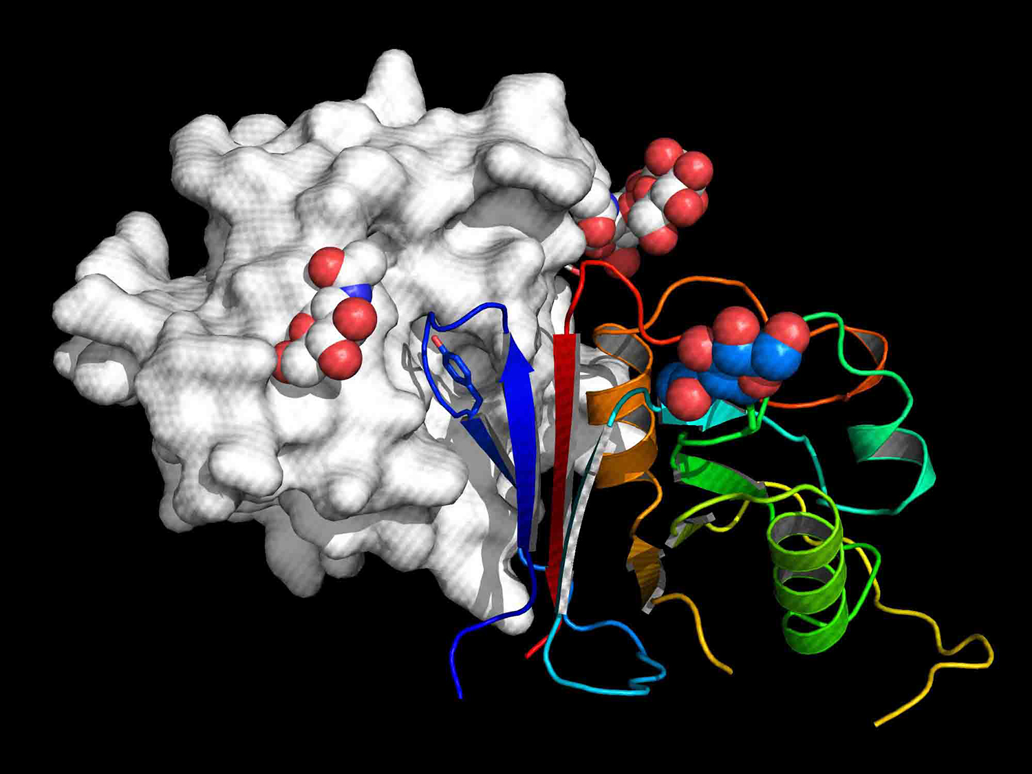 Decoy Molecule Neutralizes a Range of Viruses