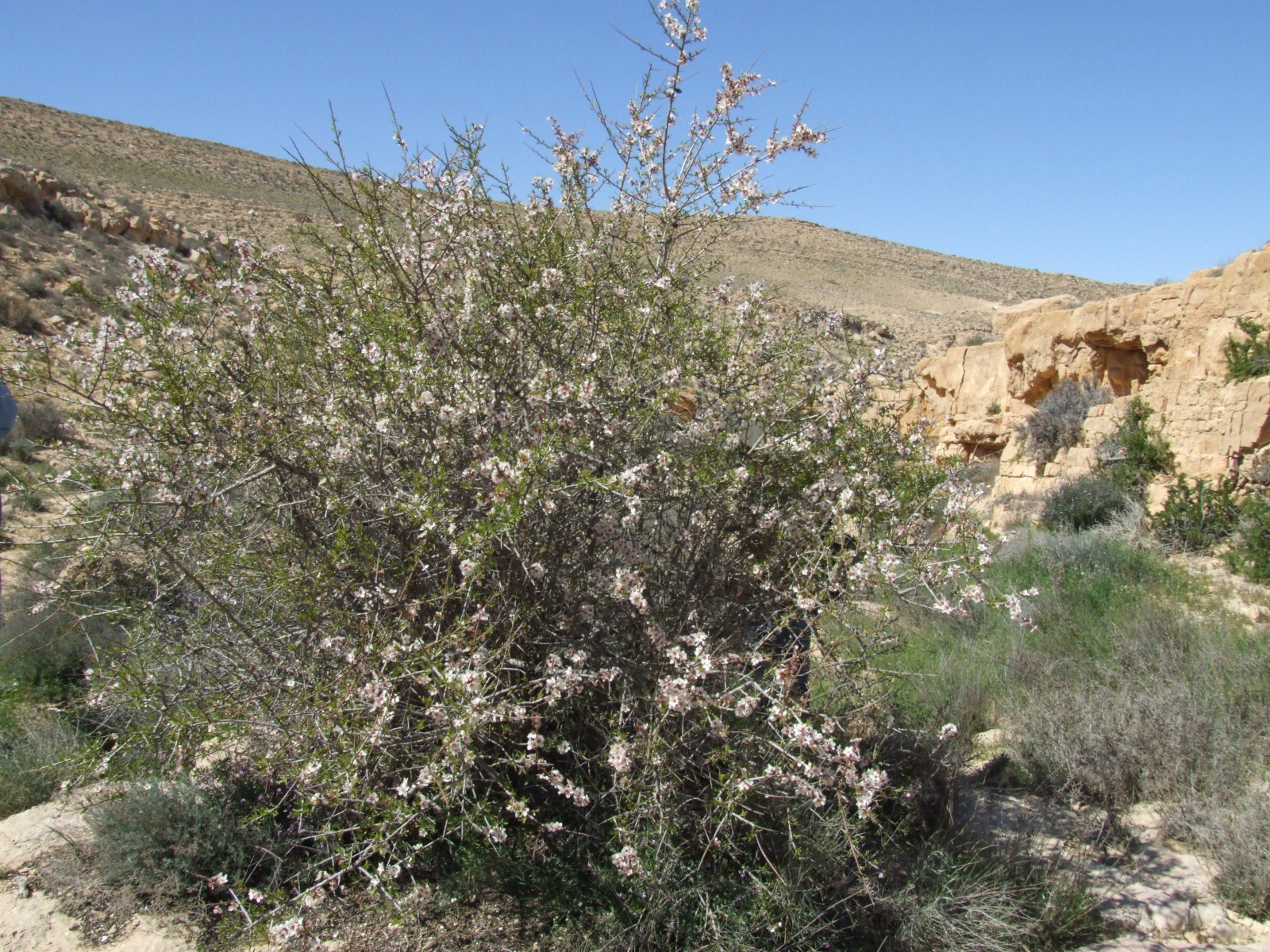 Almond Tree