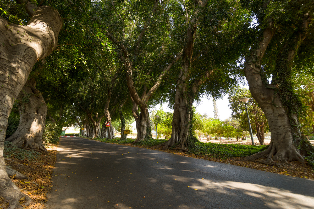 Small Urban Groves Help Fight Big Climate Changes