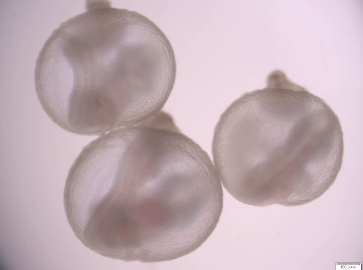 Mouse Embryo