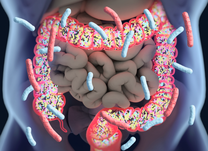 Gut Bacteria