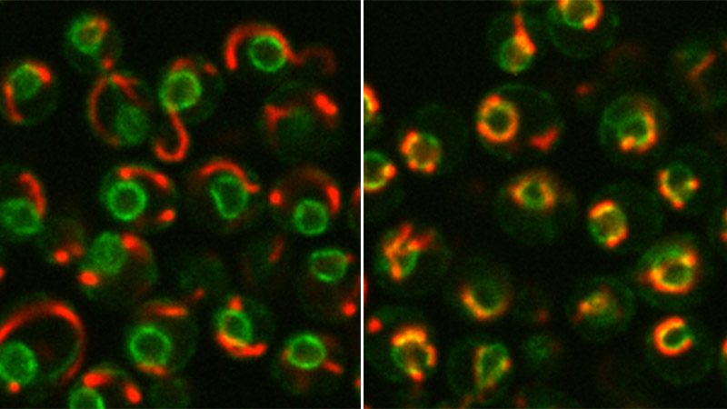 Maya Schuldiner Connecting Organelles 2