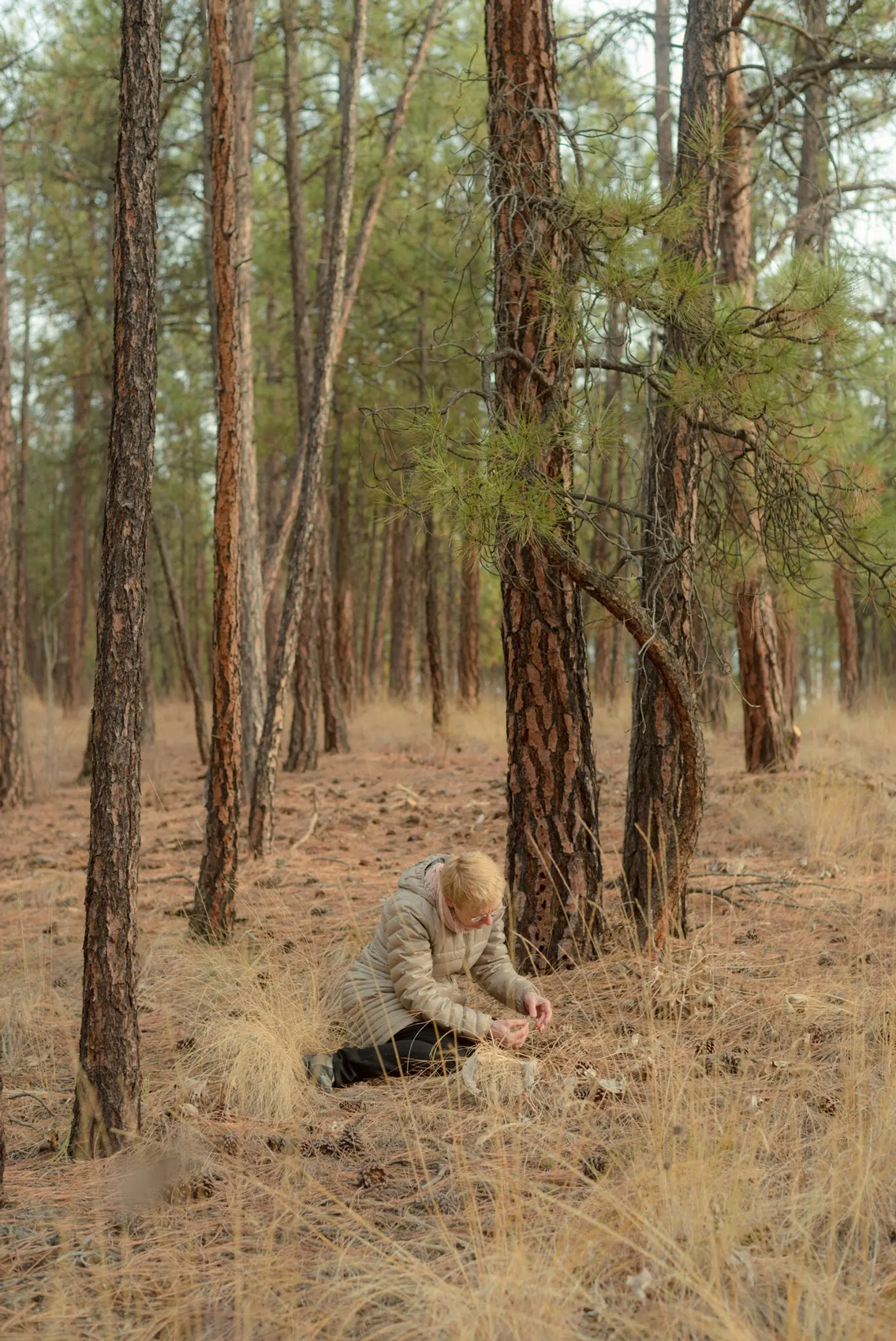 Are Trees Talking Underground? For Scientists, It’s in Dispute.