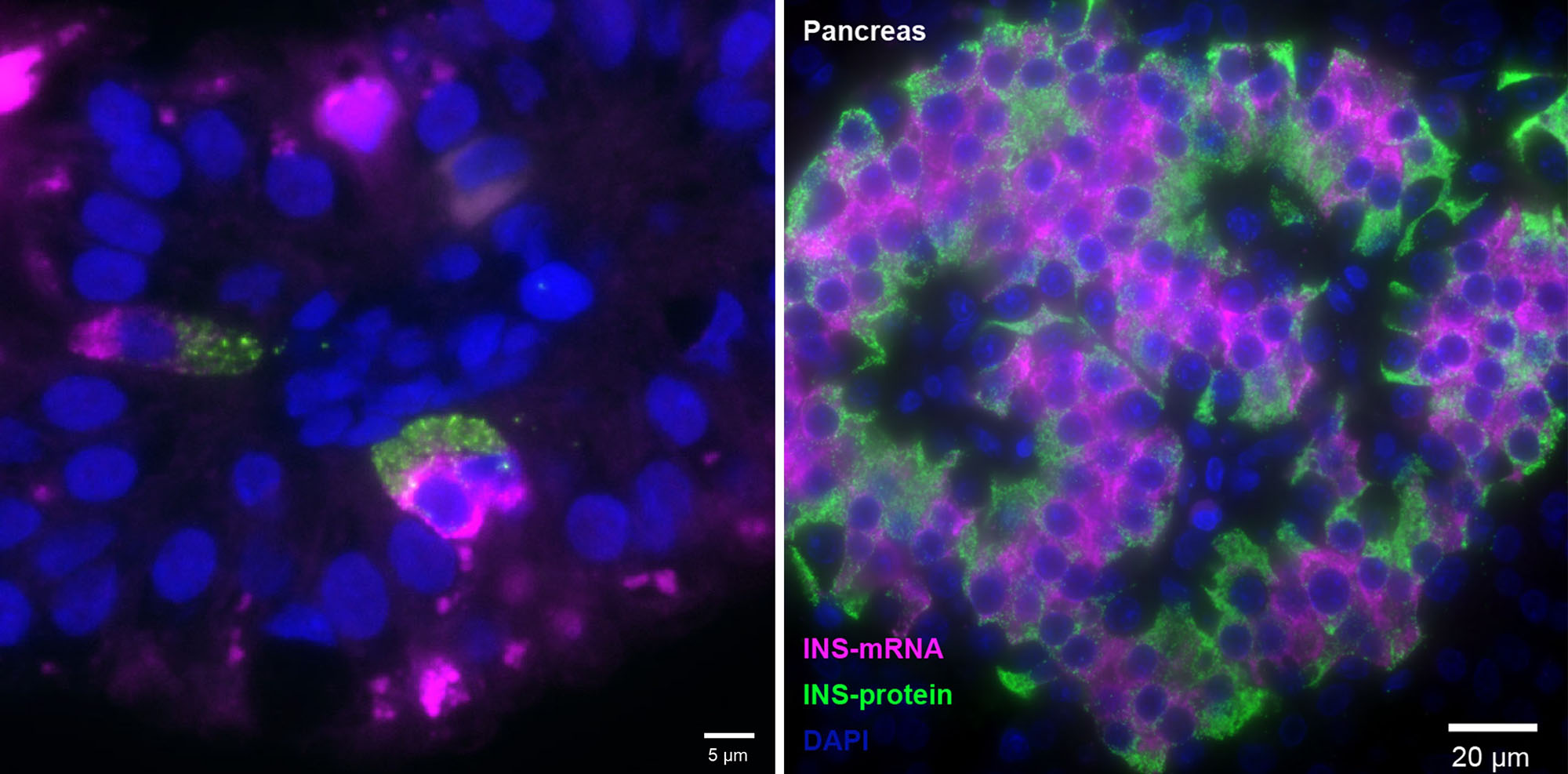 FIKL Cells Web