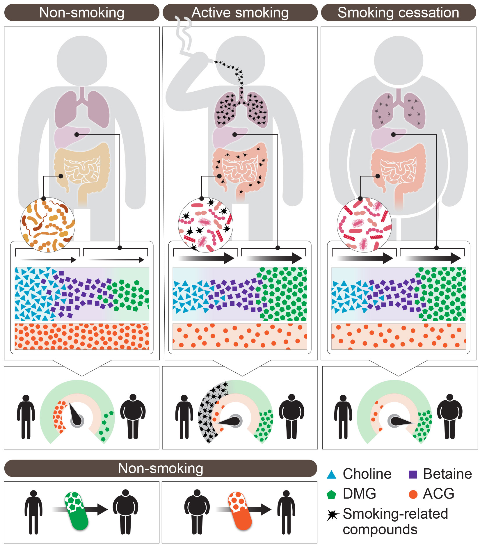 Gut Microbes May Drive Weight Gain after Smoking Cessation