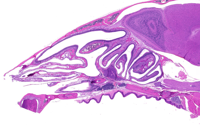 Finding Immune Cells Under Our Very Noses 3