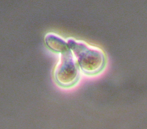 How Yeast Find The Perfect Match 2