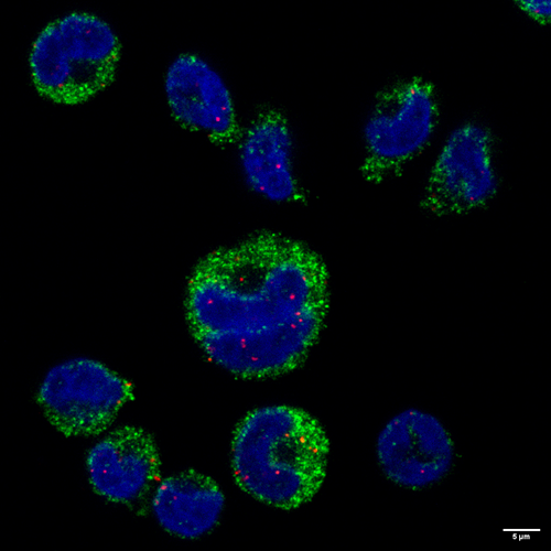 Malarias Mrna Messages That Mess With The Immune System 2