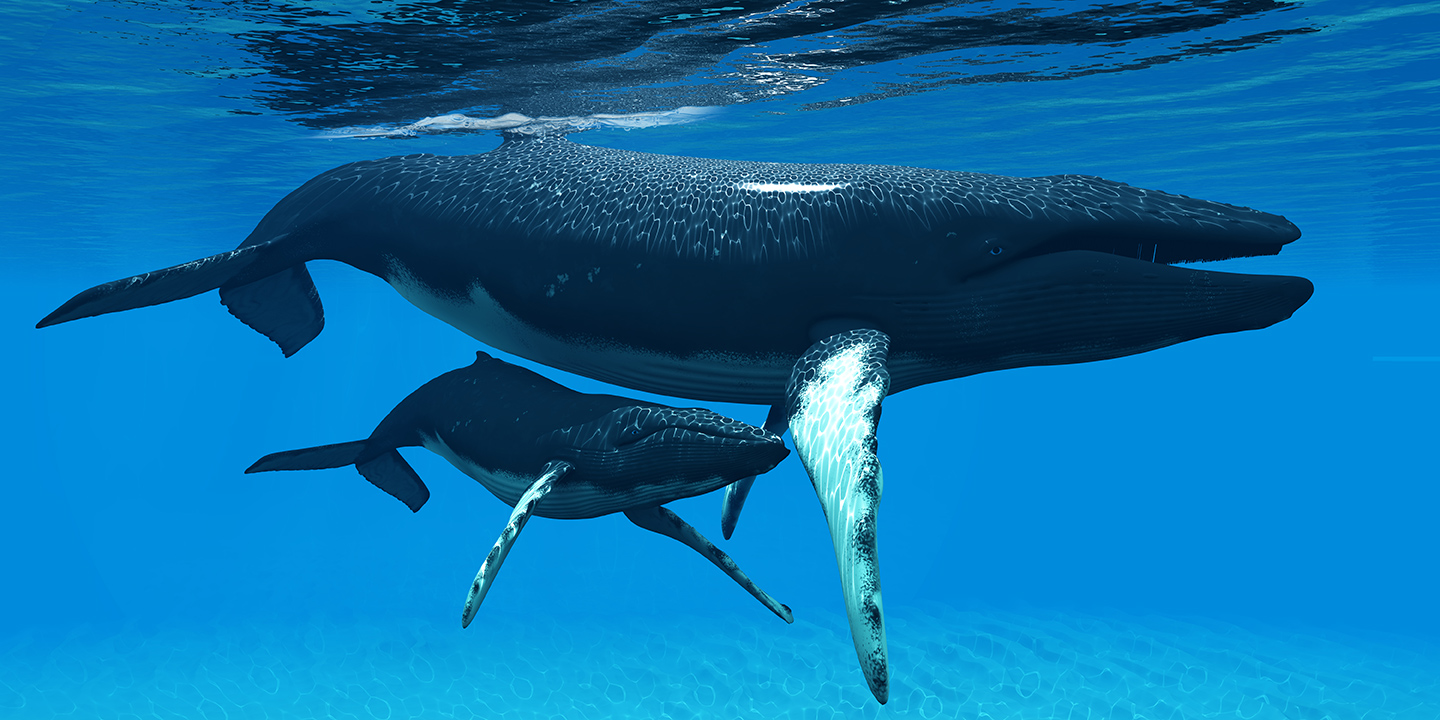 Humpback Whales