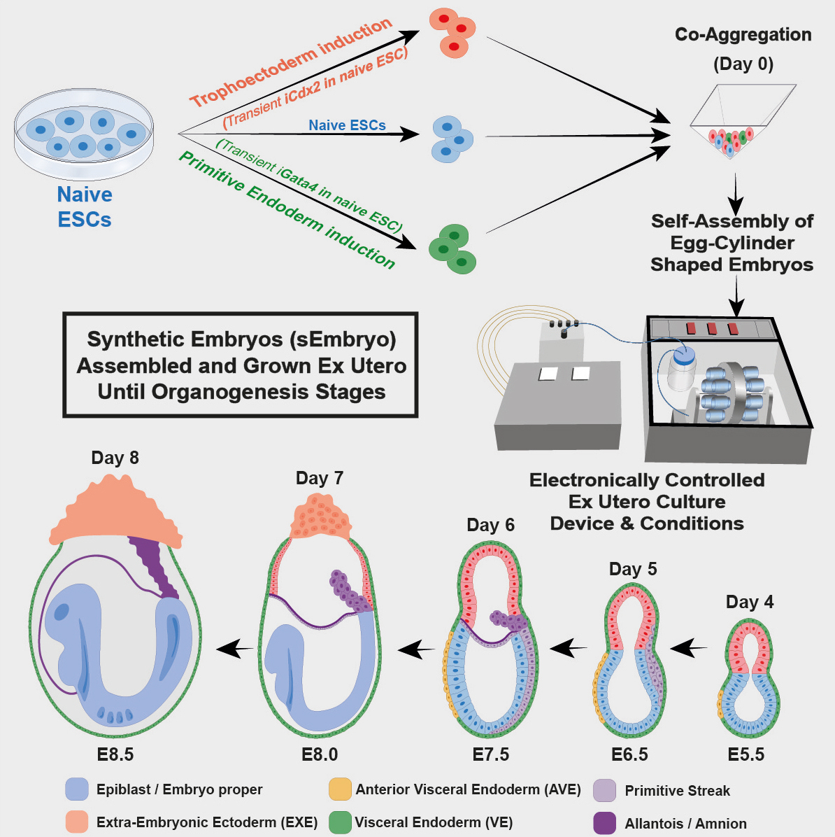 Without Egg Sperm Or Womb 2 (1)